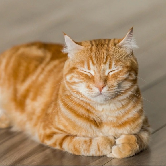 Meet your Posher, Kirstin - Picture 1 of 1